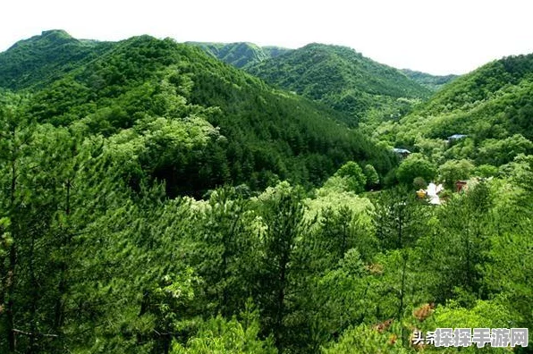 探秘雾锁王国，丰富动物世界大揭秘