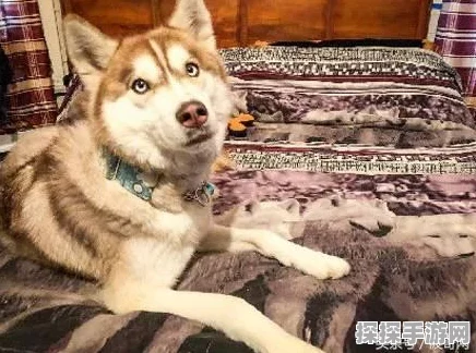 心动小镇星星公主猫咪的美食偏好大揭秘