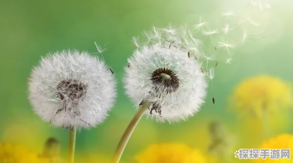 原神探秘，轻松拿下蒲公英的秘诀