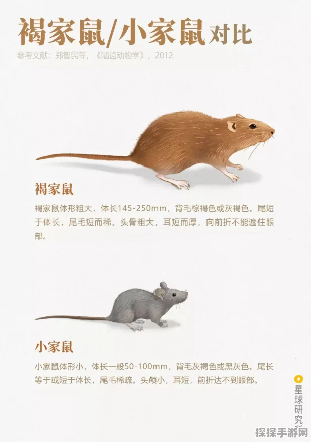 火箭鼠家庭共享大揭秘