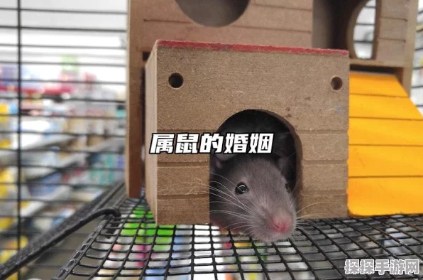 火箭鼠家庭共享大揭秘
