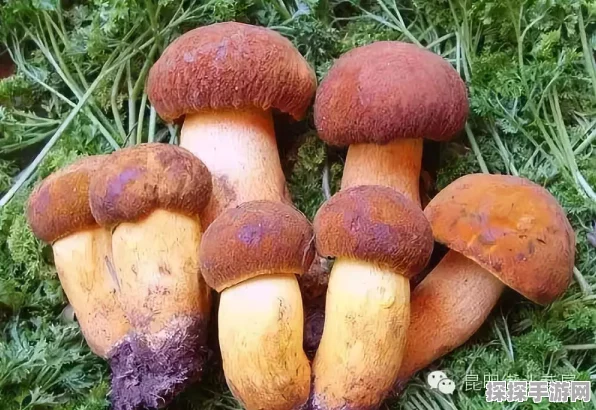 牛肝菌食用真相大揭秘