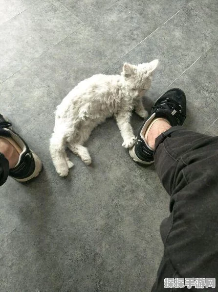 绝区零，猫好人也好成就轻松达成秘籍