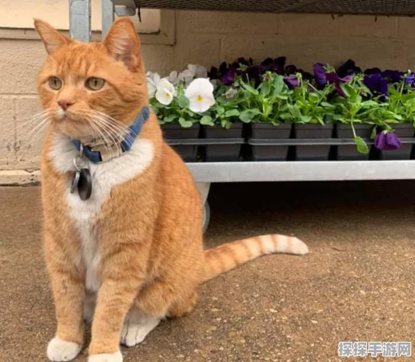 绝区零，猫好人也好成就轻松达成秘籍