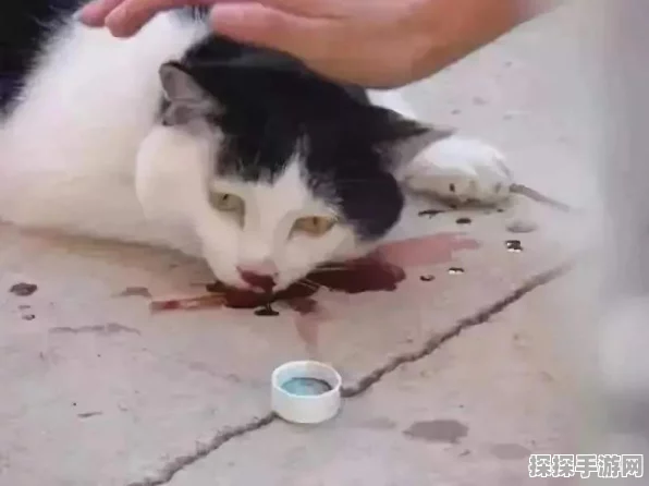 绝区零，猫好人也好成就轻松达成秘籍
