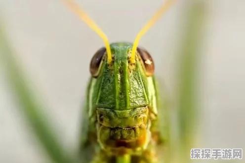 探秘，发卡蚱蜢轻松入手秘籍