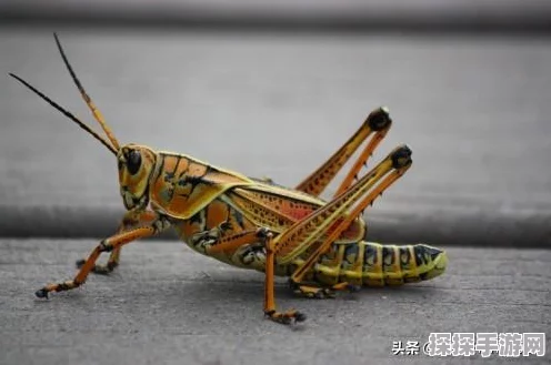 探秘，发卡蚱蜢轻松入手秘籍