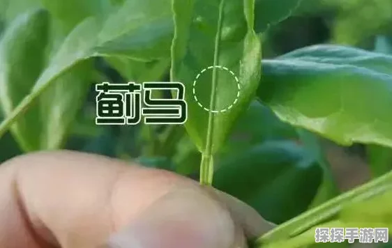 柑橘叶片为何失绿发黄？