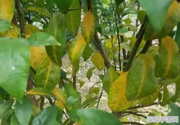 柑橘叶片为何失绿发黄？