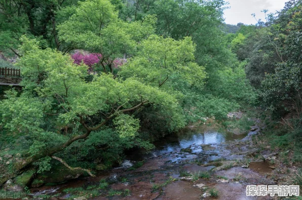 深度解析幻塔火伞岚 技能特点全揭秘