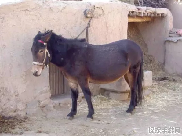 庄园领主中骡子的神秘力量